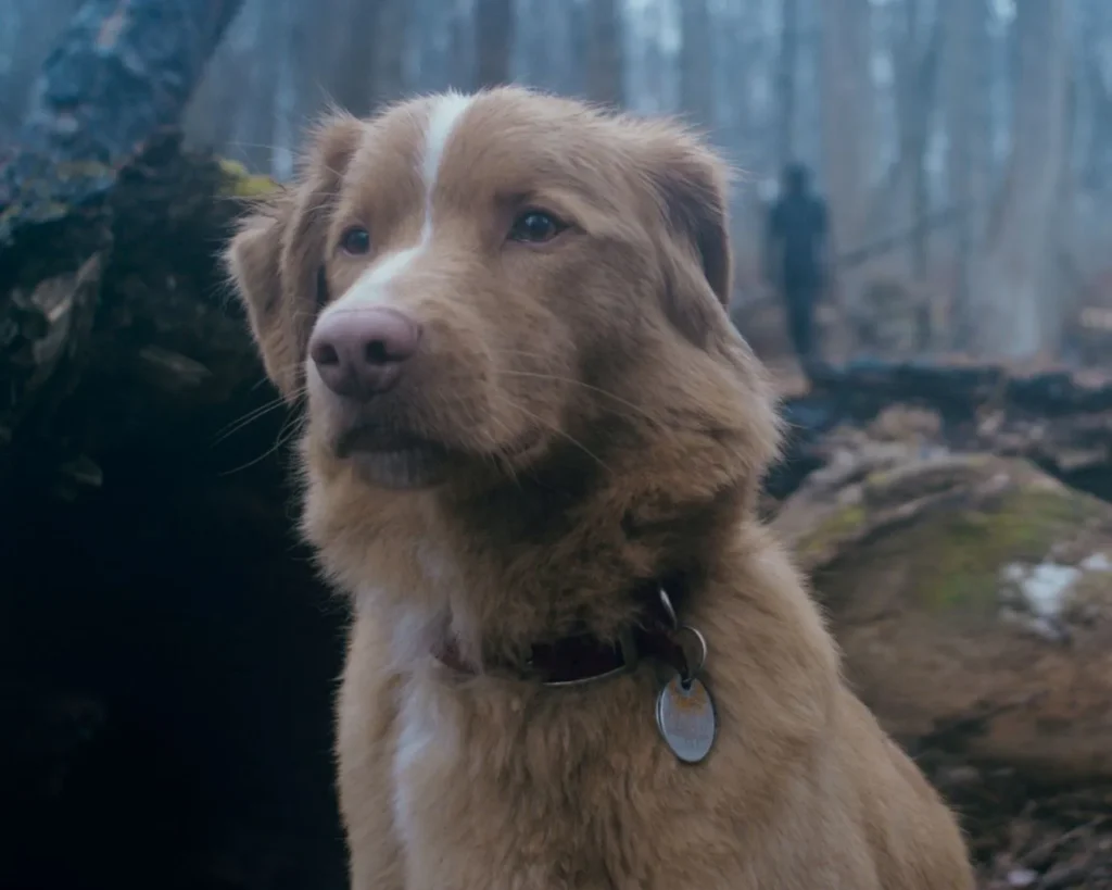 good-boy-2