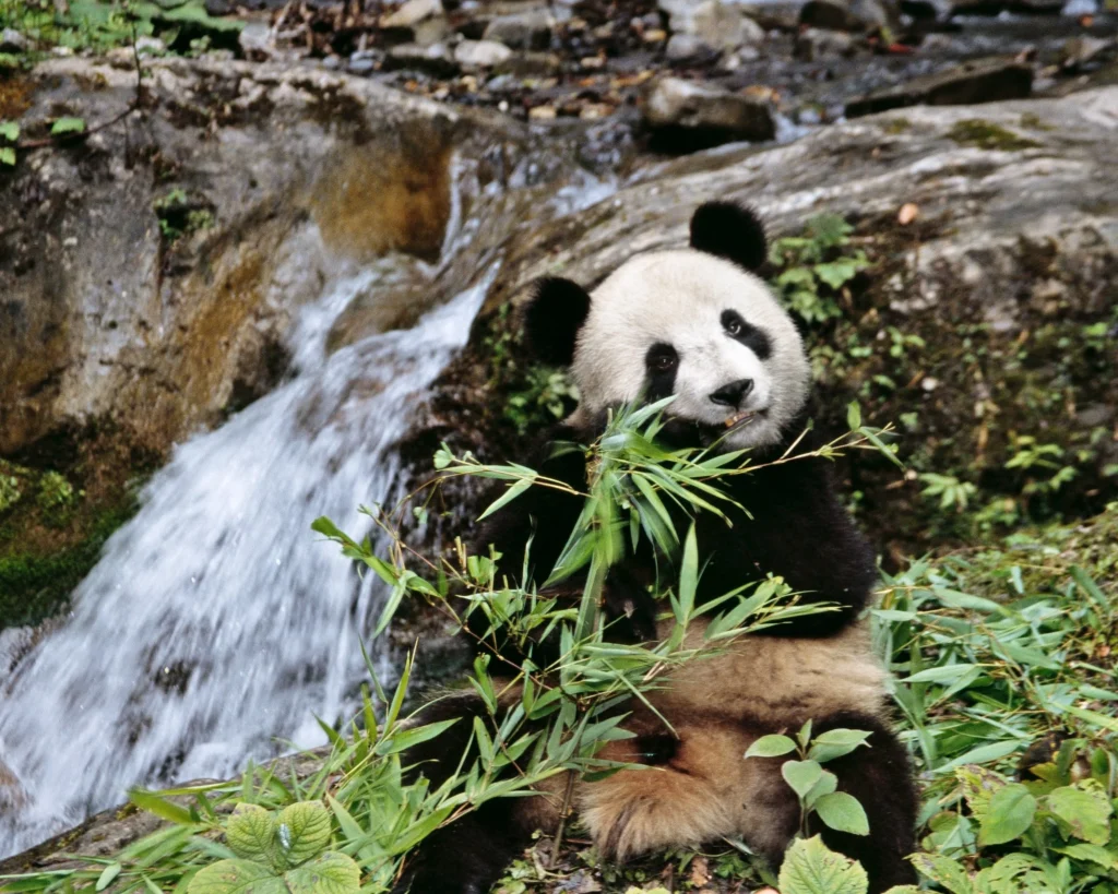 Rolex Awards 2026 Nâng tầm sứ mệnh bảo vệ hành tinh nhân kỷ niệm 50 năm