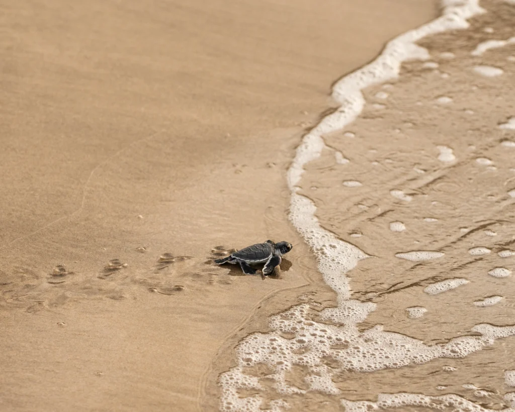 Sứ mệnh hồi sinh những mầm sống đại dương từ Trung tâm ấp trứng “Let’s Get Cracking”_10