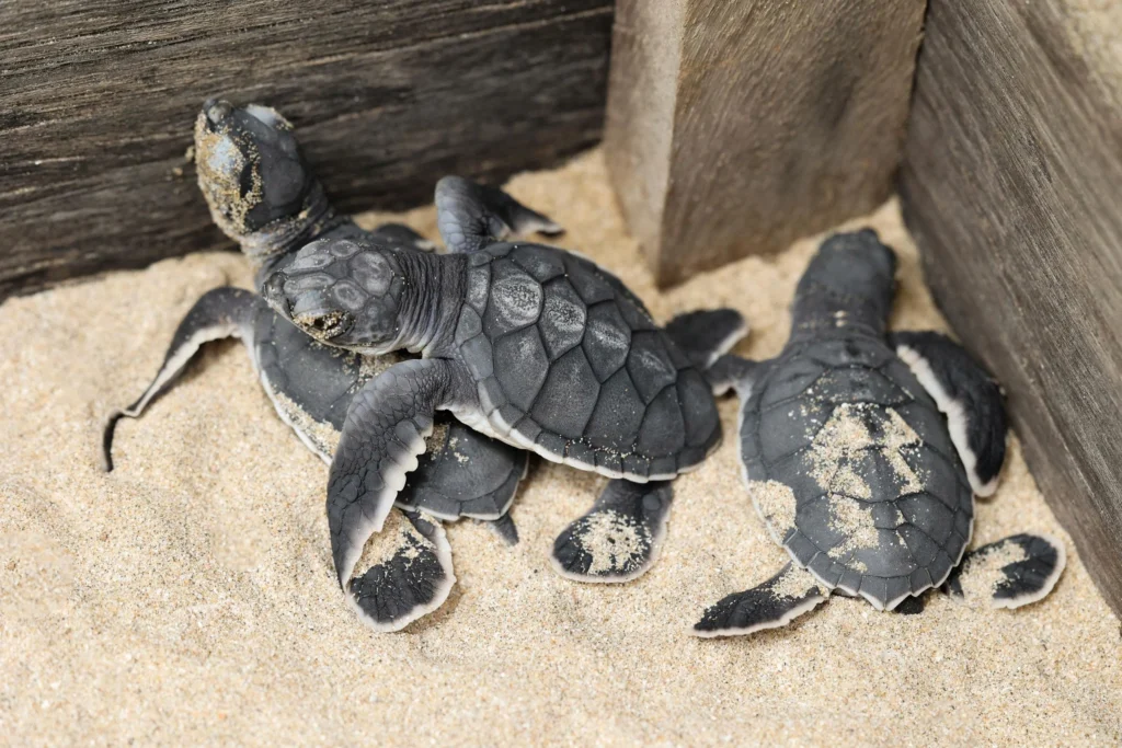 Sứ mệnh hồi sinh những mầm sống đại dương từ Trung tâm ấp trứng “Let’s Get Cracking”_15