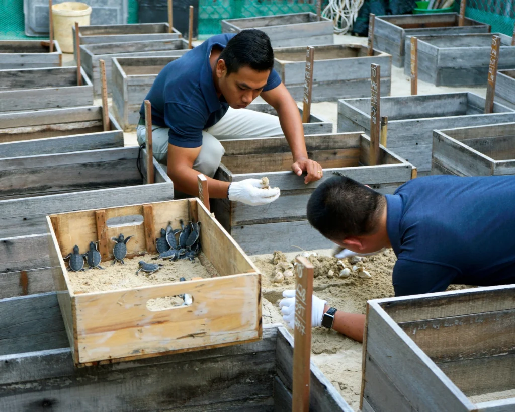 Sứ mệnh hồi sinh những mầm sống đại dương từ Trung tâm ấp trứng “Let’s Get Cracking”_5