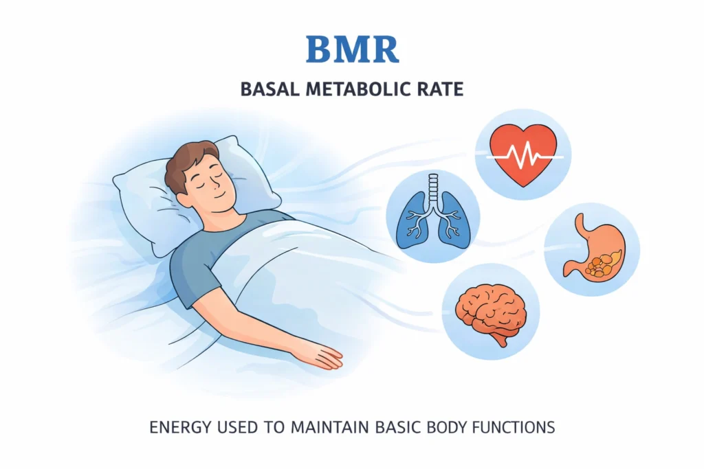 BMR là lượng calo cơ thể cần để duy trì các chức năng sống cơ bản khi nghỉ ngơi hoàn toàn, như hô hấp, tuần hoàn và hoạt động của não.