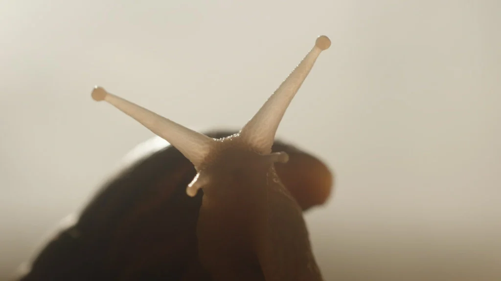 phim-viet-cannes-20267