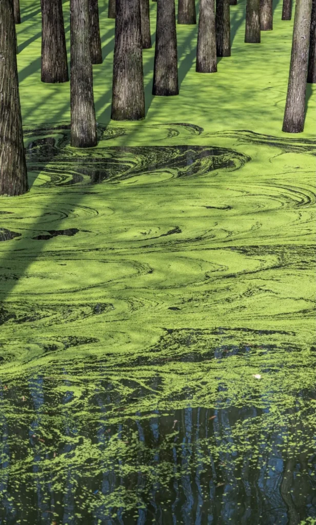 hồ-matcha (1)