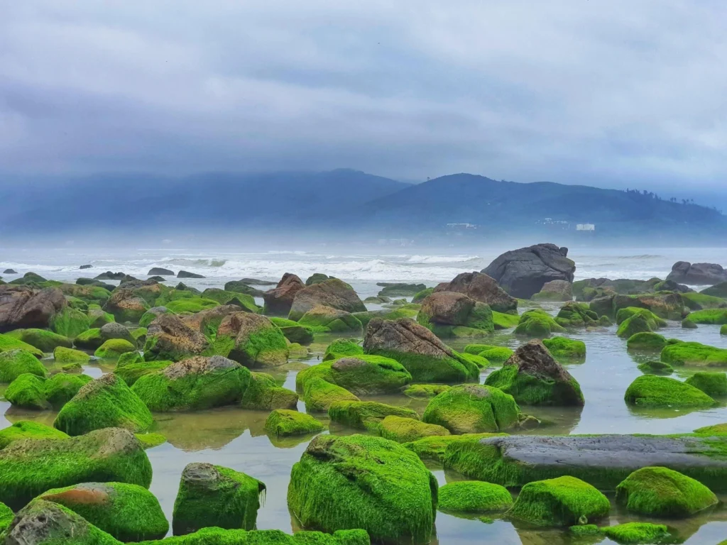 hồ-matcha (3)