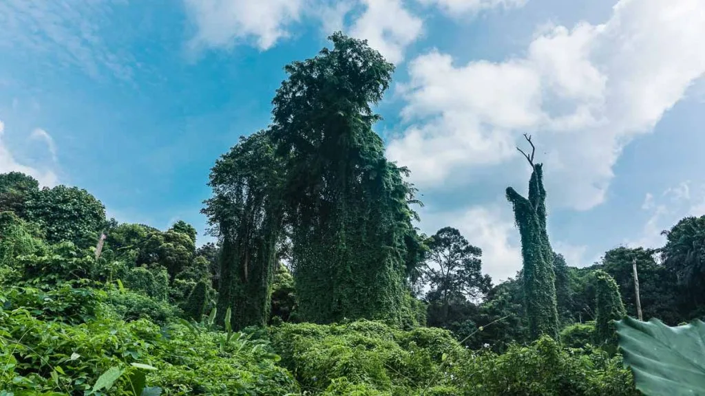 Khám phá những góc bình yên ẩn mình giữa lòng Singapore_4