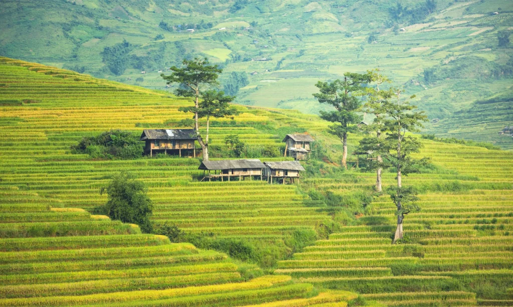 Sa Pa mùa vàng qua góc nhìn của nghệ thuật đương đại-3